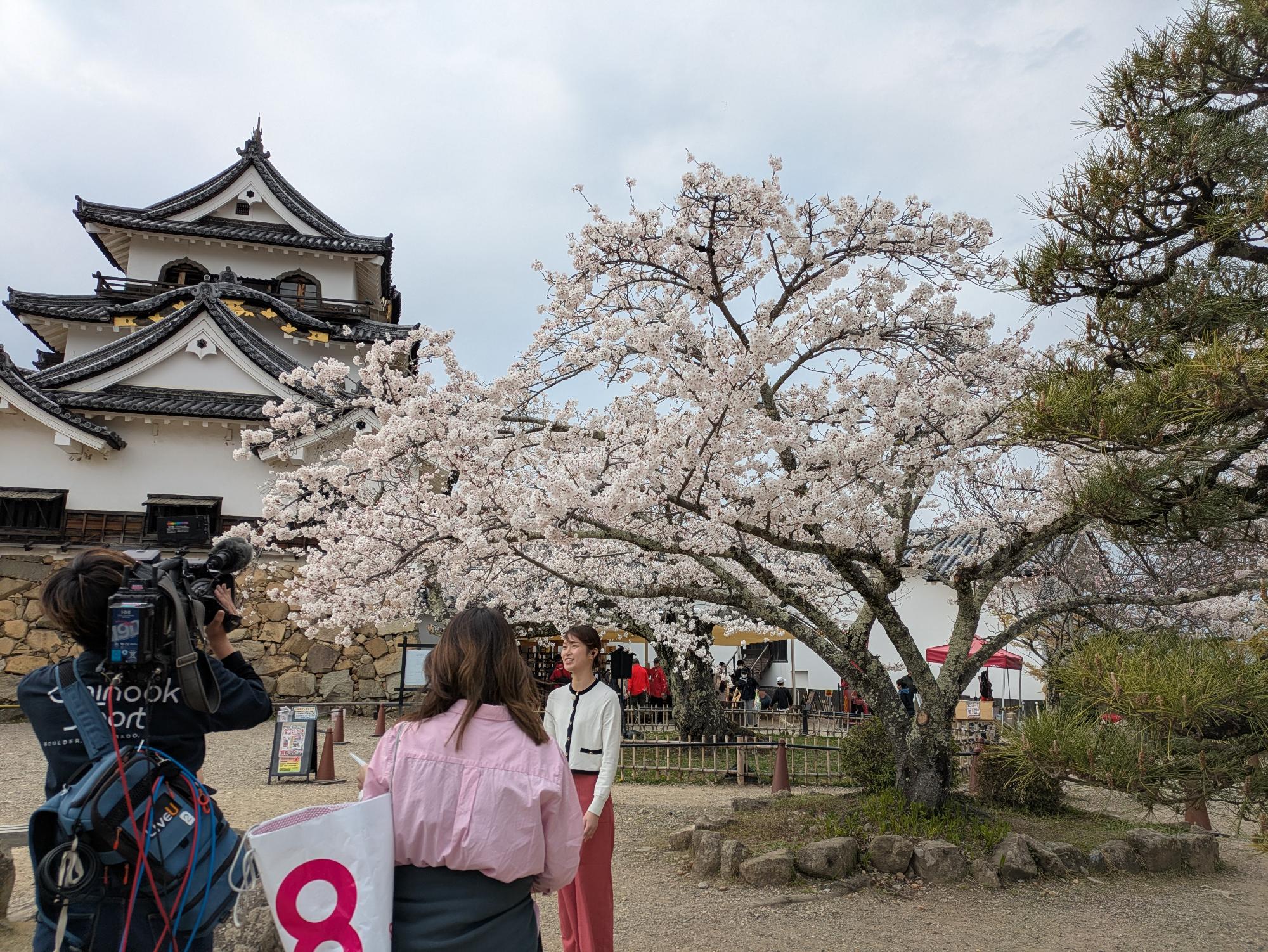 彦根城の桜の前でロケをしている様子