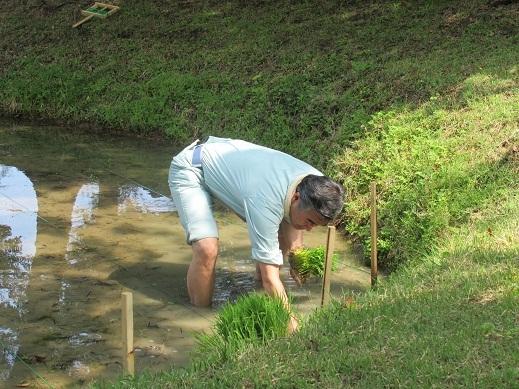 田植えをしている市長の写真