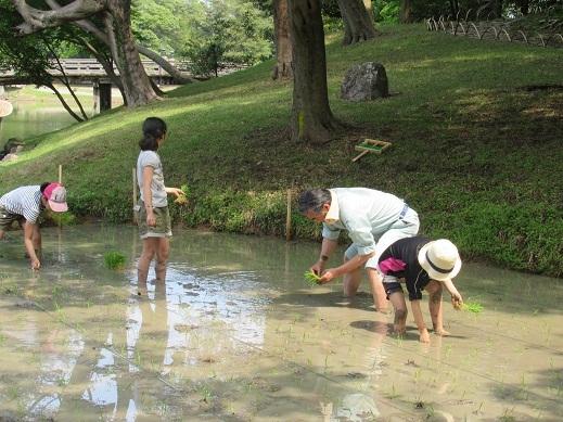 子供たちも一緒に田植えをしている写真