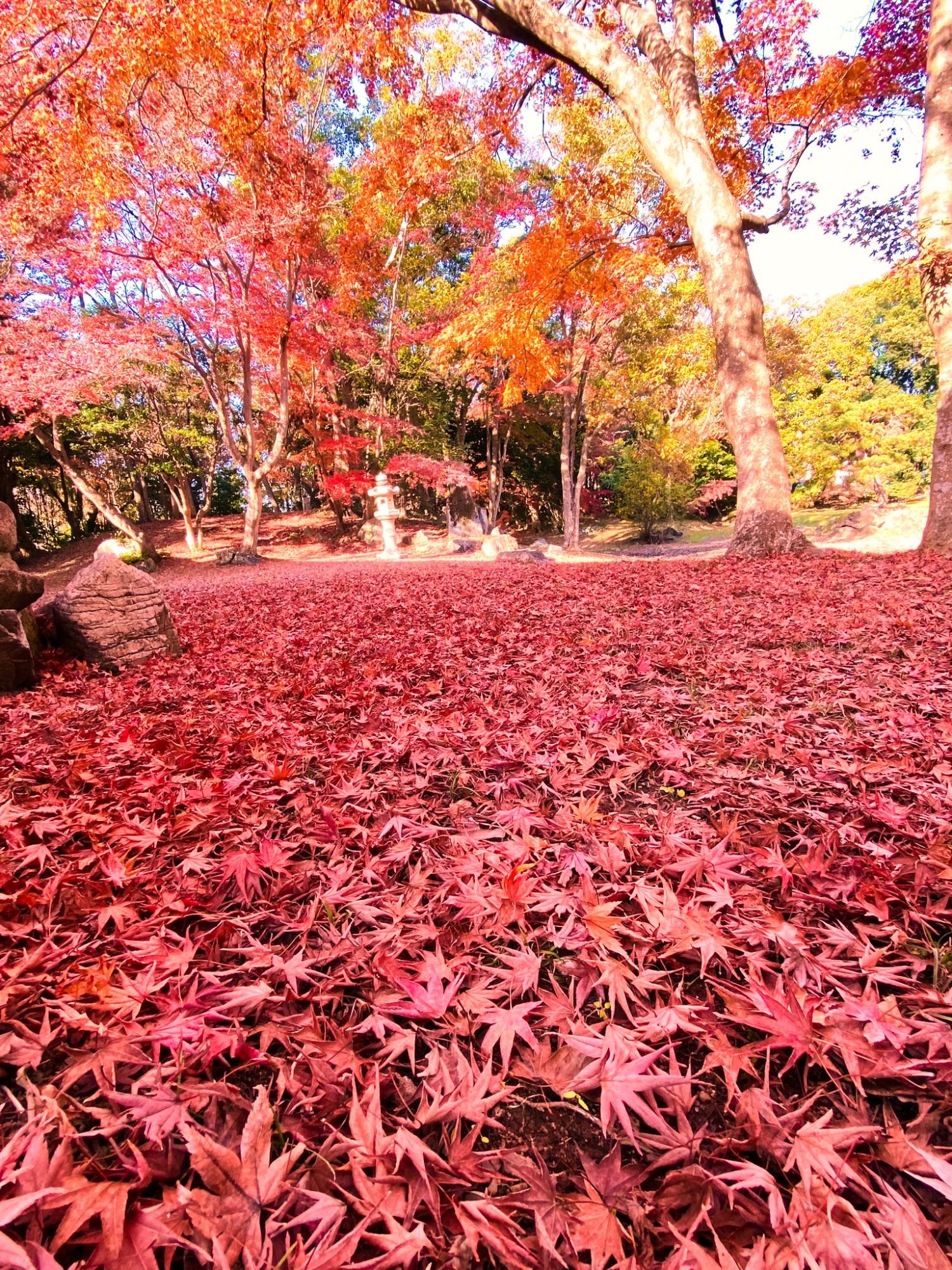 赤い紅葉が庭園のいちめんに積もっている様子の写真