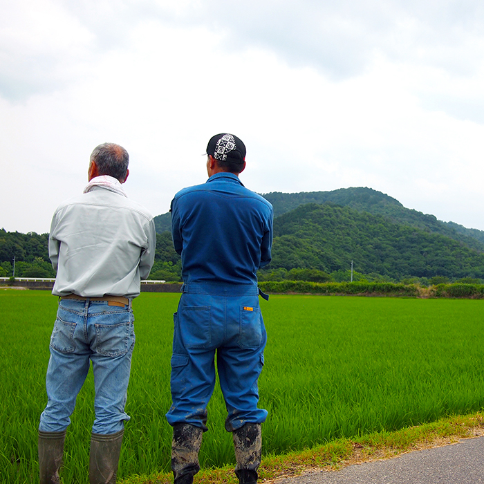 むすひの田んぼ
