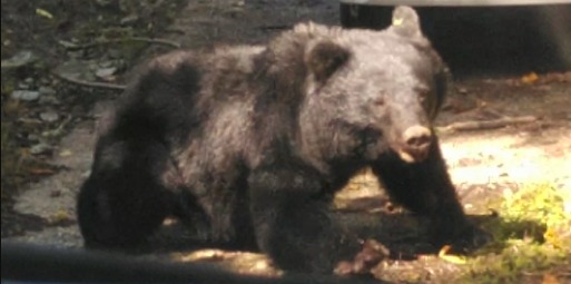 ツキノワグマの写真