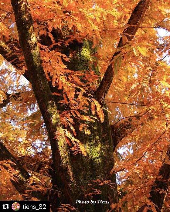 紅葉したメタセコイア