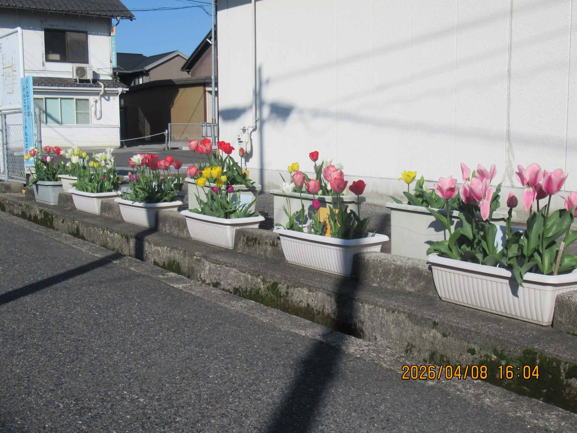 チューリップの花々