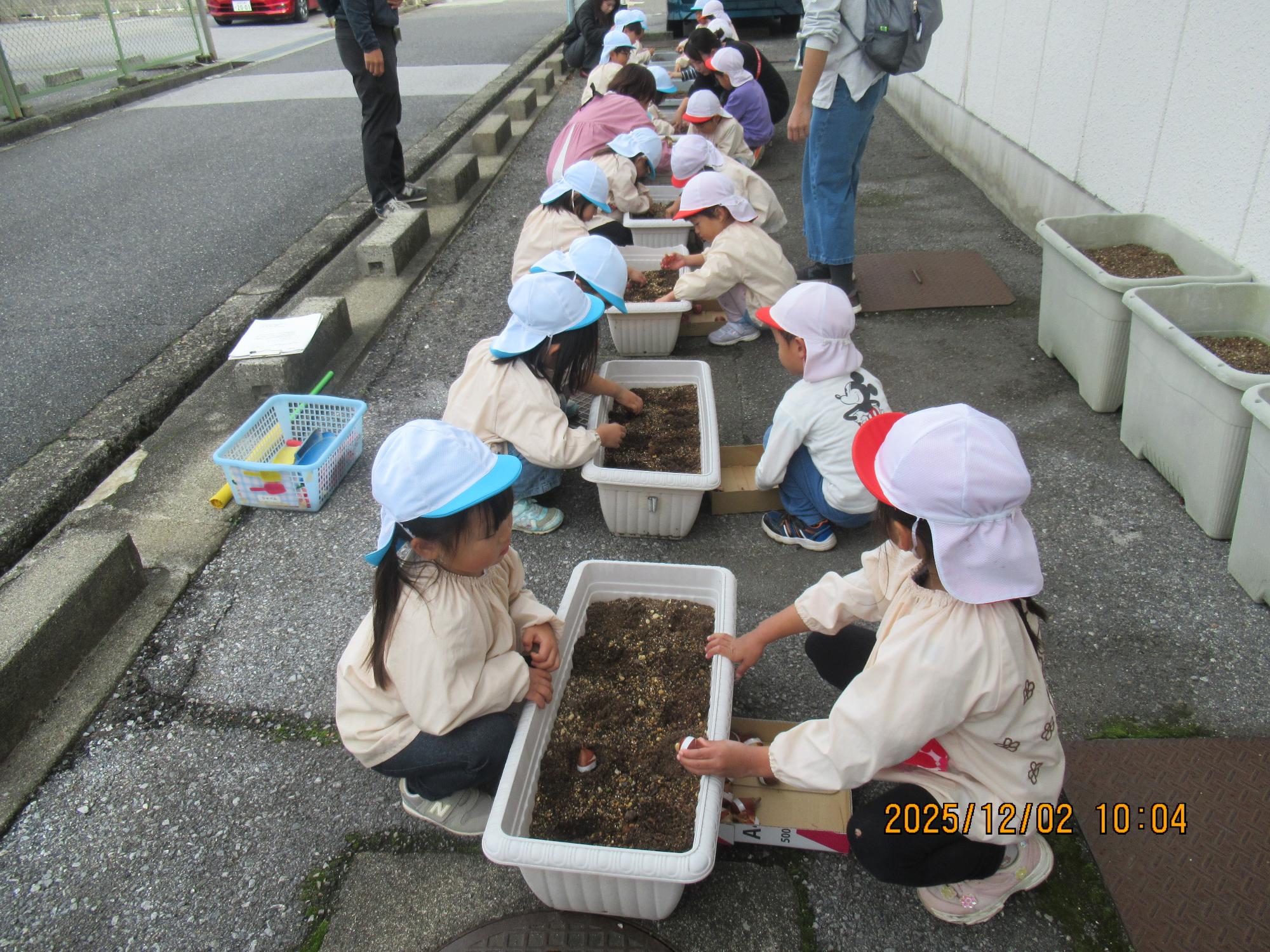 チューリップの球根植え付け
