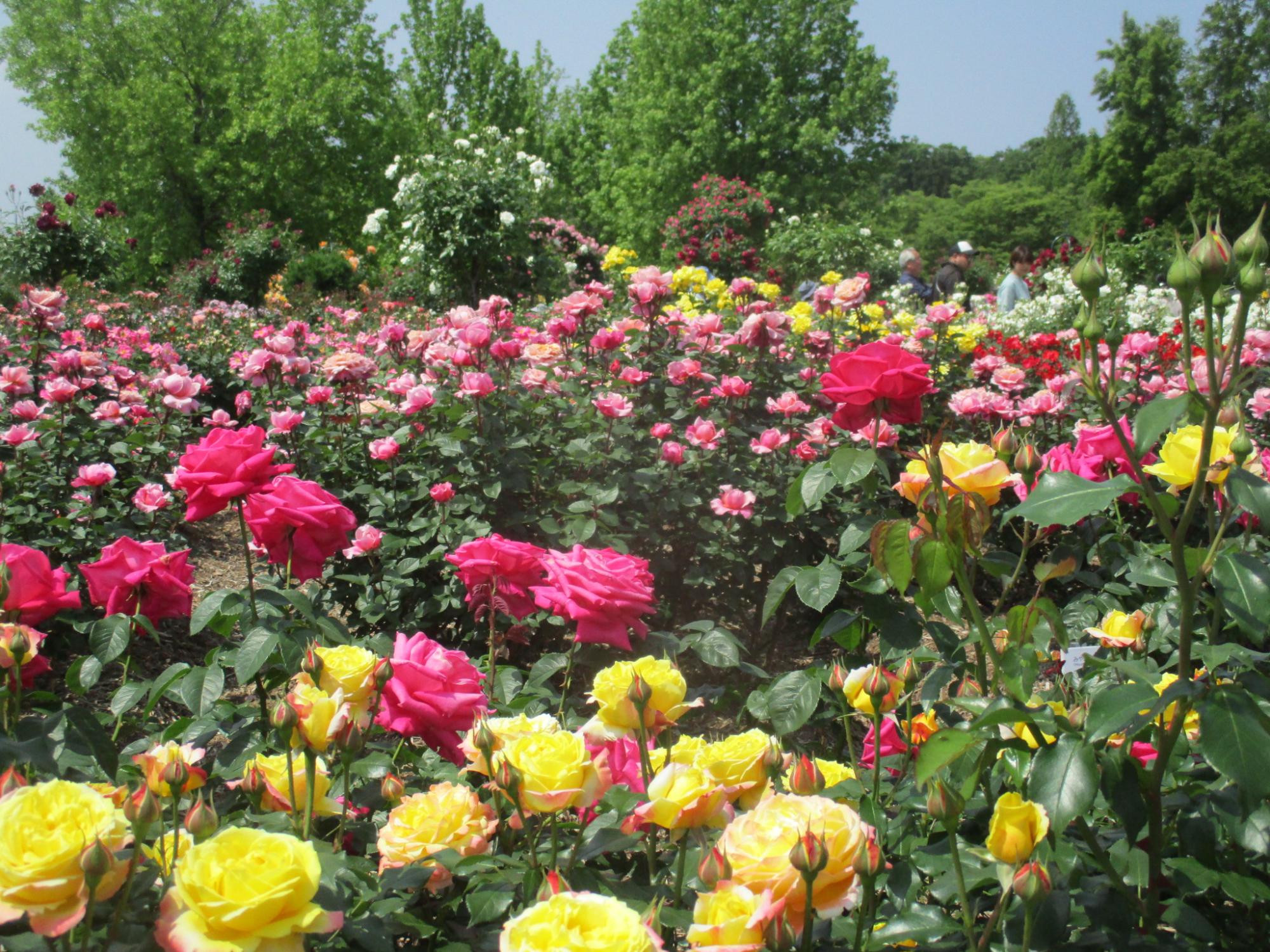 R7春の開花状況