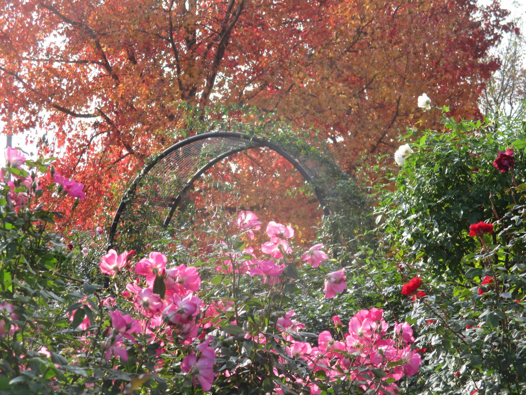 令和6年秋の開花状況