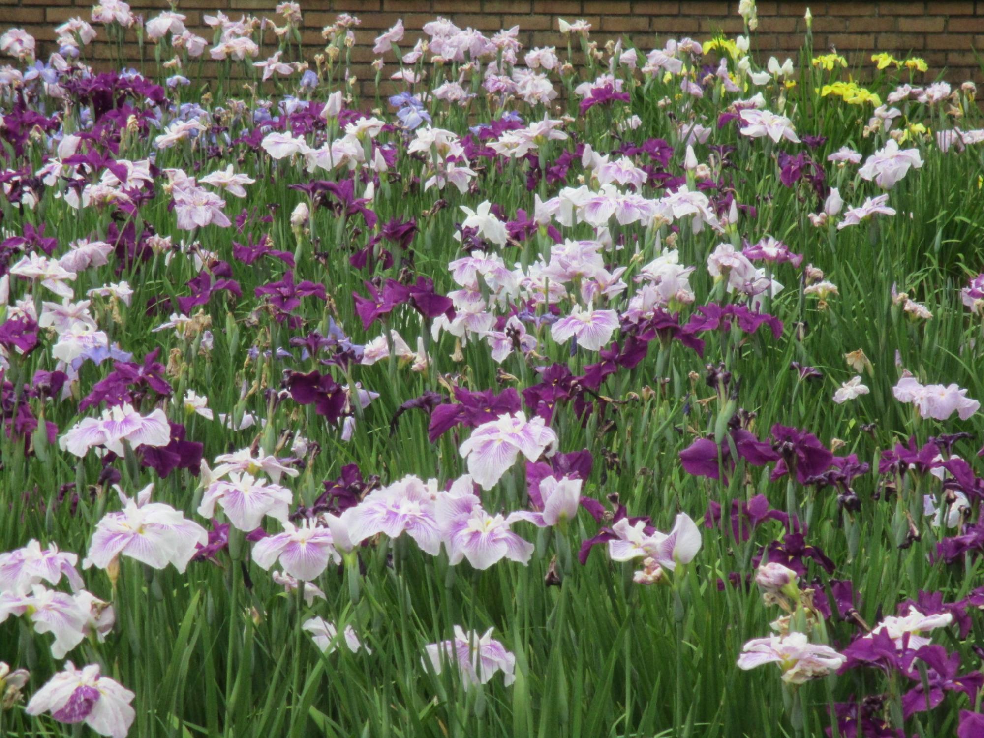 令和5年度の開花状況
