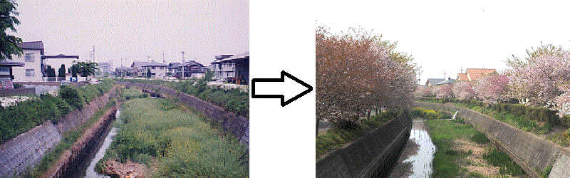 平田川沿いに桜の通り抜けを作る会を取り組んでいる取組前と取組後の平田川の写真