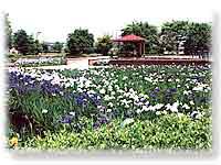 庄堺公園のはなしょうぶ園の写真
