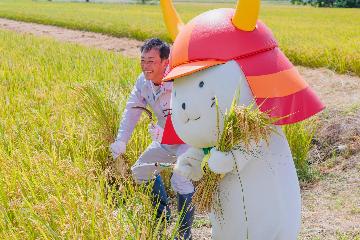 稲刈りしている様子