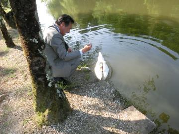 楽々園前で白鳥が市長を出迎えてくれた写真