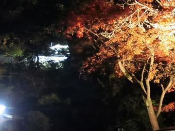 彦根城ともみじのライトアップの様子の写真