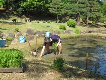 玄宮園で田植えをしている市長の写真