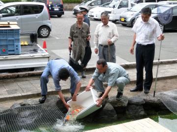 呉竹村づくり委員会より寄付いただいた錦鯉を市役所の池に放流している様子の写真