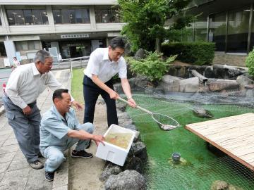 寄附していただいた錦鯉を網ですくう市長の写真