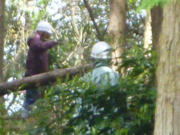 木に登って間伐作業を行っている様子の写真