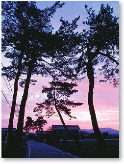 夕日に赤く染まった中山道松並木の風景写真