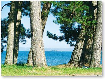 石寺浜並木の間から見える青い海に多景島が浮かぶ風景写真