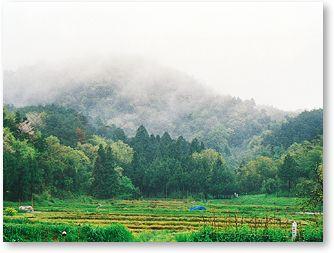 佐和山のふもとに緑の田畑が広がる風景写真