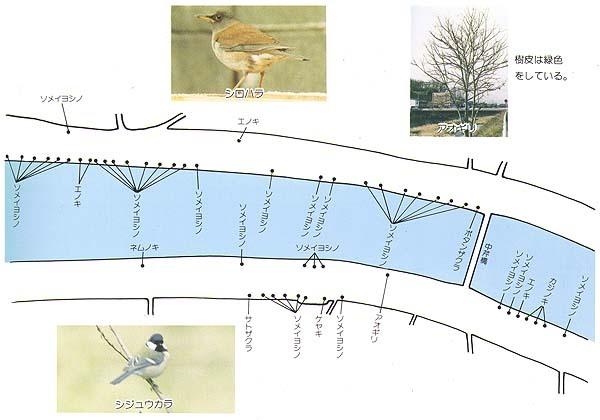 芹川の樹木マップ2の分布詳細地図