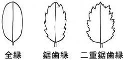 全縁・鋸歯縁・二重鋸歯縁のへりの形