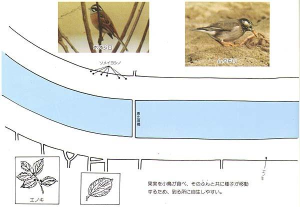 芹川の樹木マップ3の分布詳細地図