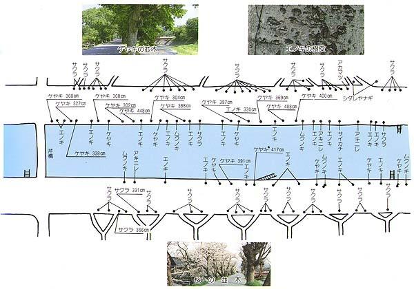 芹川の樹木マップ4の分布詳細地図