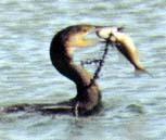 川で魚を捕らえたカワウの写真