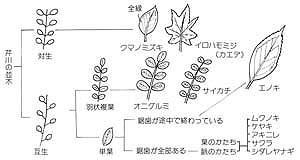 木の種類の見分け図