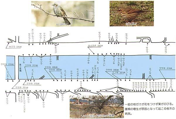 芹川の樹木マップ5の分布詳細地図