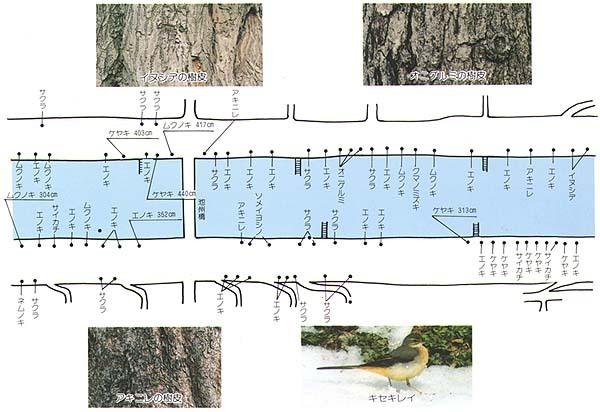 芹川の樹木マップ6の分布詳細地図