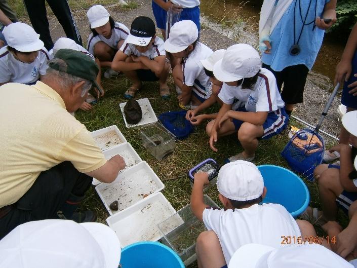 採取した水生生物をバットに入れて観察している生徒たちの写真