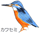 青い頭部と羽のオレンジ色のお腹のカワセミの画像