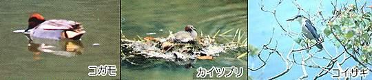水面を泳ぐコガモ・浮巣に佇むカイツブリ・木の枝に留まっているコイサギの写真