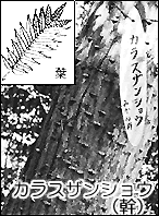 カラスザンショウの幹と葉の写真