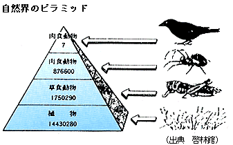 自然界のピラミッドの図