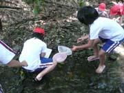 川の中に入り網を持って水生生物を探している生徒たちの写真