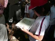 採取した水生生物をバットに入れて観察している生徒の写真