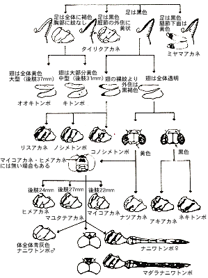 アカトンボの分類の図