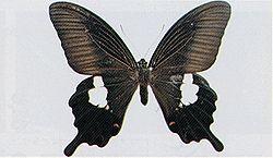 黒い羽根の中央が少し白くなっているモンキアゲハの写真