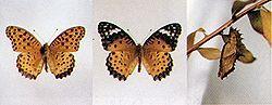 ツマグロヒョウモンの雄、雌、蛹の写真
