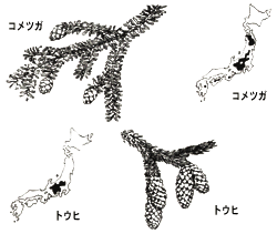 亜高山性針葉樹（コメツガ、トウヒ）の絵