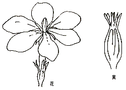クチナシの花と実の画像