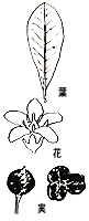 トベラの葉と花と実の画像