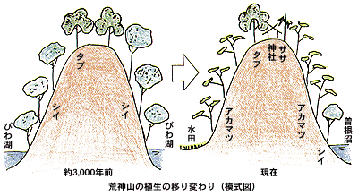 荒神山の植生の移り変わりの模式図