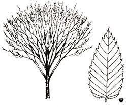 ヤキのほうき状の樹形と葉の画像