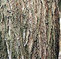 コナラの樹皮の写真