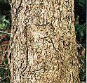 ナラガシワの樹皮の写真