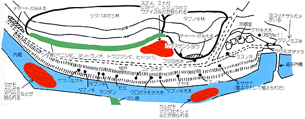 ツクバネガシ林の植物の分布図